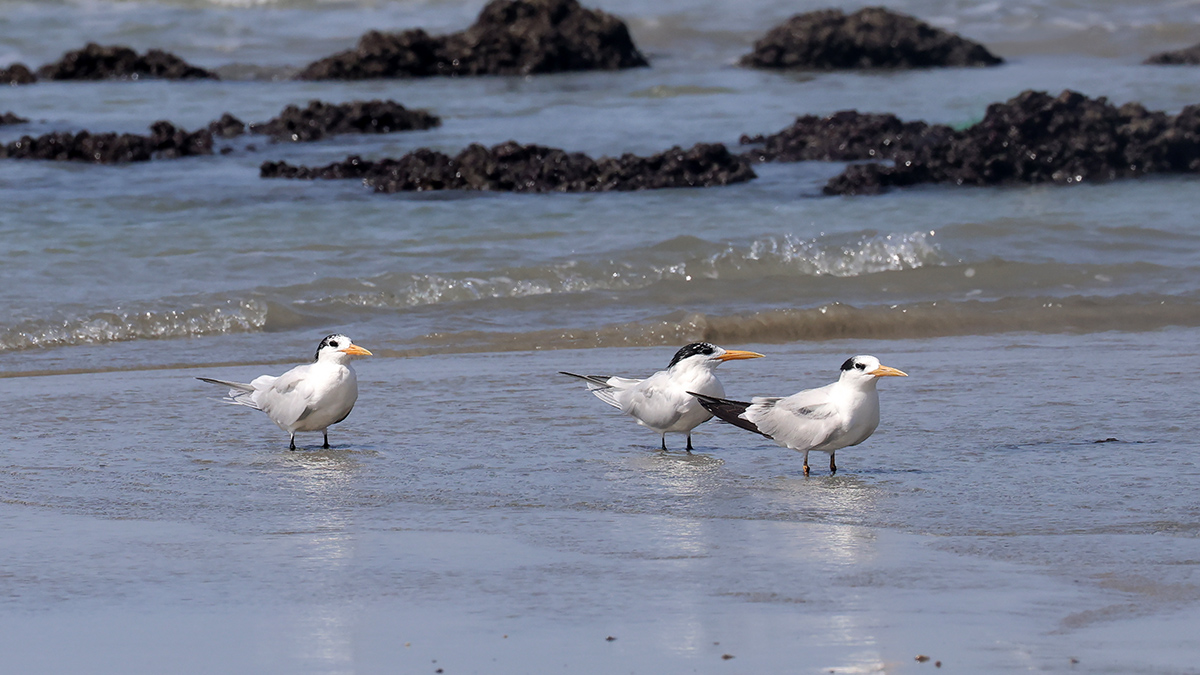 African Royal Tern